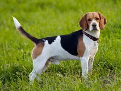 Топ-7 лучших охотничьих собак | WEB созидатель | Дзен