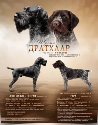 Щенки охотничьих собак (56 фото) - картинки sobakovod.club