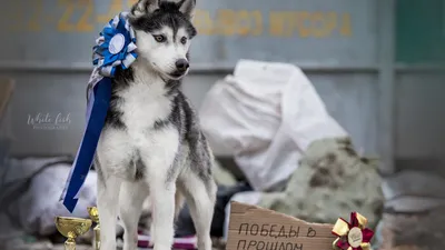 Собака породы тайский риджбек - прямой потомок дикой собаки динго