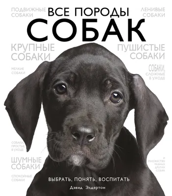 Собака породы корги