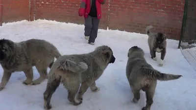 Щенок кавказской овчарки 4 месяца фото