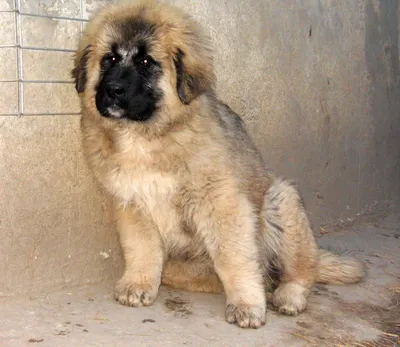 ЭТО МОЯ СОБАКА. Кавказская овчарка. Инструкция по применению.🐶 Часть 2.  Щенок. | Это моя история | Дзен