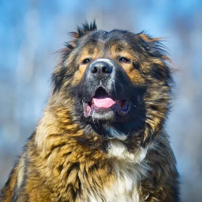 ЭТО МОЯ СОБАКА. Кавказская овчарка. Инструкция по применению.🐶 Часть 2.  Щенок. | Это моя история | Дзен