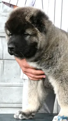 Симпатичный Кавказский Пастух Щенка Кавказской Овчарке 4 Месяца Красивый  Счастливый Щенок В Саду — стоковые фотографии и другие картинки Собака -  iStock