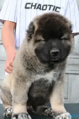 Щенок Кавказская овчарка 3 месяца, 4 дня купить Вельск | Pet-Yes