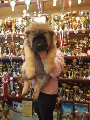 Щенки кавказской овчарки