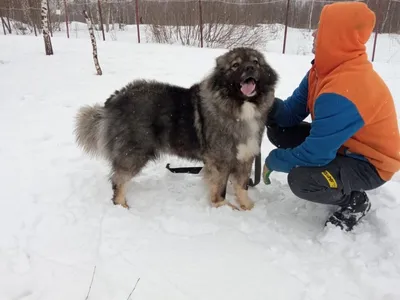 Найден щенок кавказской овчарки в Домодедово | Pet911.ru