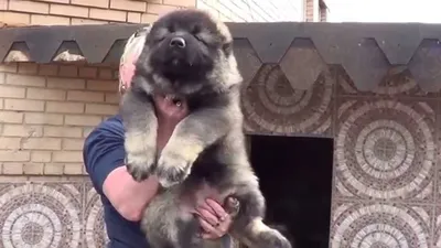 Белый щенок кавказской овчарки в Пятигорске
