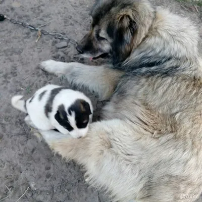 romuluskavkaz_ykt