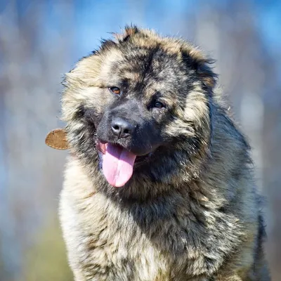 ЭТО МОЯ СОБАКА. Кавказская овчарка. Инструкция по применению.🐶 Часть 2.  Щенок. | Это моя история | Дзен