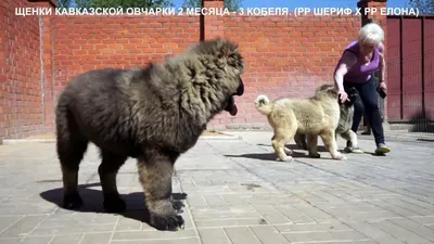 Щенки кавказской овчарки — фото от 1 до 6 месяцев | «Дай Лапу»