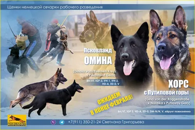 ЩЕНКИ Немецкой Овчарки 2 месяца Puppies German shepherd! - YouTube