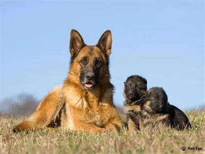 Royal Canin (Роял Канин) German Shepherd Puppy - Сухой корм для щенков  Немецкой Овчарки - Купить онлайн, цена и отзывы на E-ZOO