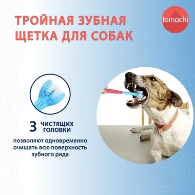 Двухсторонняя щетка для собак Nunbell 21х6.5 см купить в Киеве, Украине |  MAUDAU: цена, отзывы, характеристики