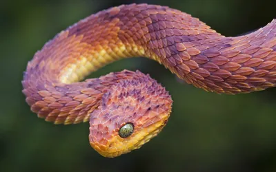 Щитомордник: фото змеи в высоком разрешении