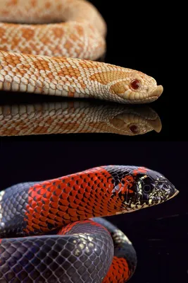 Щитомордник: скачать бесплатно фото змеи в хорошем качестве