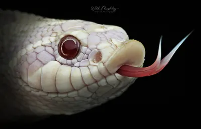 Щитомордник: фото змеи в формате PNG