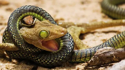 Щитомордник: изображение змеи в формате WebP