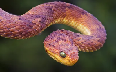 Щитомордник: коллекция фотографий змеи