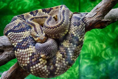 Щитомордник: фотография змеи в формате JPG