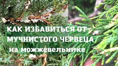 Мучнистый червец на можжевельнике исчезнет за 1-3 обработки - YouTube