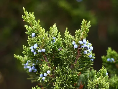 Защита можжевельника от вредителей - GreenMarket