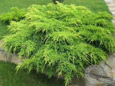 Можжевельник - Juniperus. Виды можжевельников, уход и выращивание