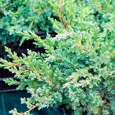 Купить Можжевельник средний Ауреа Juniperus Pfitzeriana Aurea - в питомнике  Флорини