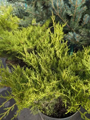 Можжевельник чешуйчатый Холгер Juniperus squamata Holger 2л/3л (ЗК) — цена  в LETTO