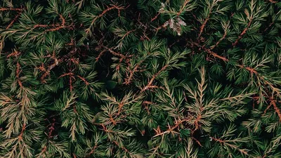 Можжевельник скальный – Купить недорого в Москве в питомнике растений  FixGarden