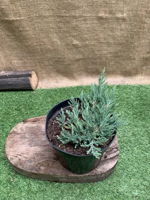 Можжевельник Горизонтальный Andorra Variegata - Садовый центр \"Наш Сад\" -  ландшафтный дизайн и озеленение в Бишкеке