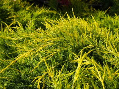 Можжевельник горизонтальный Rovinsky Garden Blue Forrest Juniperus  horizontalis, высота 15-25см, объём горшка (ID#1485652674), цена: 240 ₴,  купить на Prom.ua