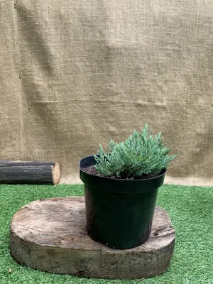 Купить Можжевельник скальный Блю Арроу Juniperus scopulorum Blue Arrow - в  питомнике Флорини