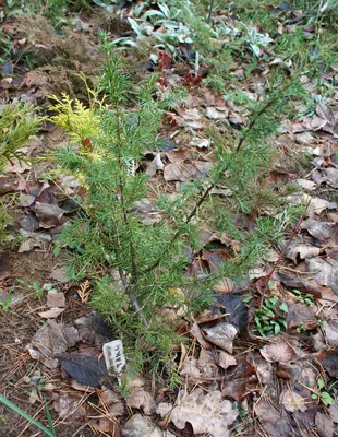 Можжевельник сибирский (Juniperus sibirica Burgsd.) – Хвойные Буква «М» -  цветочный портал Ваш Сад!
