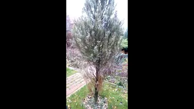 Особенности выращивания можжевельника - полезные статьи о садоводстве от  Agro-Market