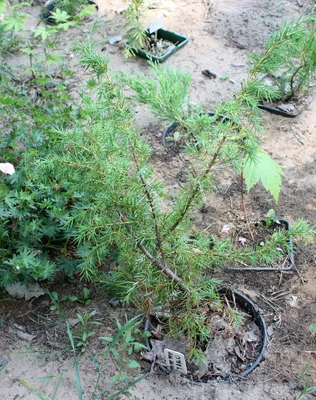 Можжевельник горизонтальный Rovinsky Garden Blue Forrest Juniperus  horizontalis, высота 15-25см, объём горшка (ID#1485652674), цена: 240 ₴,  купить на Prom.ua