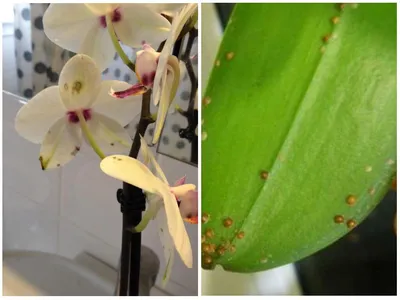 Что делать, если на орхидее появились липкие капли на листьях и цветоносе:  причины и решения проблемы с липким налетом на растении