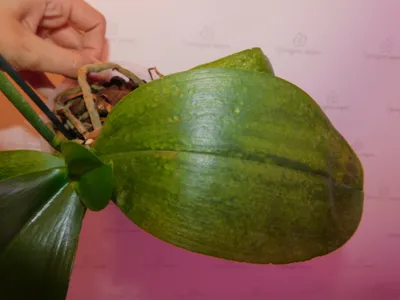 Scale insect control on phalaenopsis orchid... What can I do apart from  physically wiping them off? (Indoor, UK) : r/orchids
