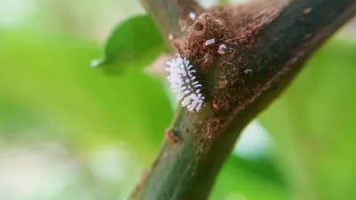 Чем опасна щитовка и как с ней бороться? | Garden-Zoo.ru | Дзен