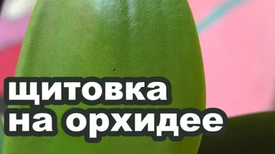 Что делать, если на орхидее появились липкие капли на листьях и цветоносе:  причины и решения проблемы с липким налетом на растении