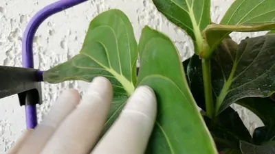 Щитовка: как с ней бороться и как избавиться от вредителя комнатных растений