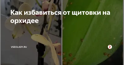 Щитовка! - Форум - Фаленопсис - Орхидеи - Комнатные растения - GreenInfo.ru