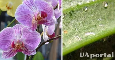 Липкие, сладкие капли на листьях орхидеи. Нужно лечить?