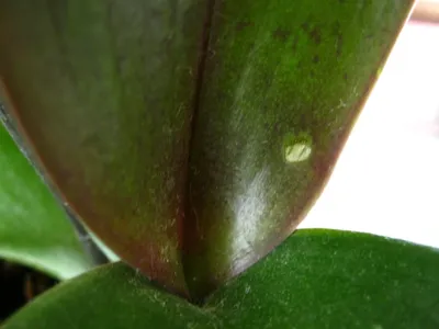 Кокциды(щитовка итд) на орхидеях и мединилле-чем обрабатывать - YouTube