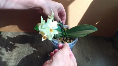 Щитовка на орхидее и 11 различных вредных для цветка насекомых — Без  Тараканов