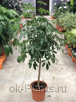 Шеффлера древовидная 'Герда' (Schefflera arboricola 'Gerda') — описание,  выращивание, фото | на LePlants.ru