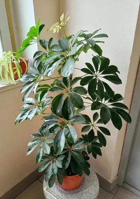 Шефлера Schefflera