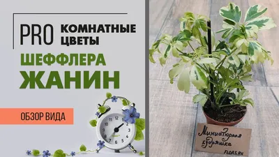 Шеффлера Жанин - миниатюрный эффектный сорт | Растение зонтик | Как  ухаживать за шеффлерой - YouTube
