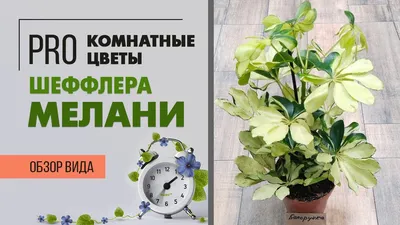 Шеффлера Жанин d8 h20 в Москве и области – купить по низкой цене в  интернет-магазине Дарвин