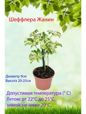 Шеффлера Мелани ⌀12 40 см купить в Москве с доставкой | Магазин растений  Bloom Story (Блум Стори)